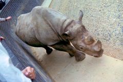 England - London Zoo