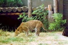 England - London Zoo