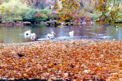 England - London - St James' Park