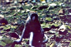 Malaysia - Kuala Lumpur - Monkey at Batu Caves