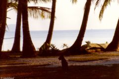 Philippines - Boracay - Dog, palms and sea