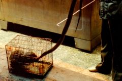 Taiwan - Taipei - Snake Market - This guy was only going to tempt the rodent with a living goody, a snake. But it got hold of the snake and had the head for supper.