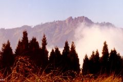 Taiwan - Alishan - 2500 metres above sea level