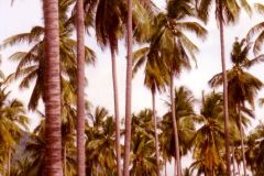 Thailand - Koh Samui