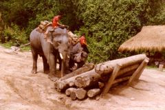 Thailand - Chiang Mai - Working elephant school