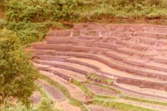 Thailand - Golden Triangle Trekking - Rice terraces in Northern Thailand