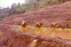 Thailand - Golden Triangle Trekking - Planting rice in Northern Thailand