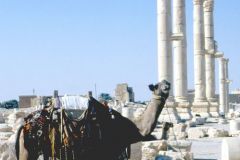 Syria - Palmyra - Towards the temple of Baal