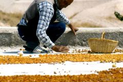 Turkey - Göreme - Drying apricots on roof