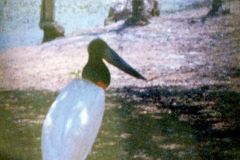 Brazil - Cuiabá - Zoo