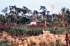 Brazil - On the way to Manaus