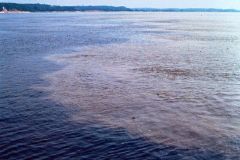 Brazil - The meating of the Solimoes and Rio Negro tributary rivers