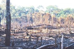 Brazil - Amazonas safari