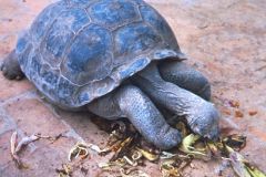 Ecuador - Quito - Zoo - Giant turtle from Galapagos