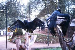 Ecuador - Quito - Zoo - Condor
