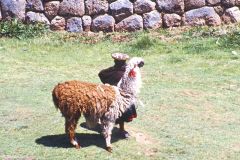 Peru - Cuzco - Saqsayhuaman
