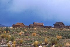 Peru - Puno - Sillustani