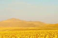 Bolivia - Train to southwest