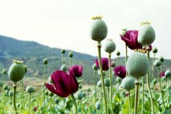 Turkey - Poppies