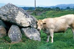 Ireland - Mayo County - Dolmen rocks near Carrowmore