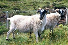 Ireland - Mayo County