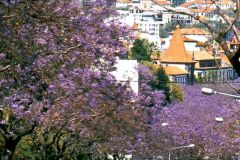 Portugal - Madeira - Funchal