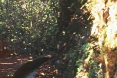 Portugal - Madeira - Levada