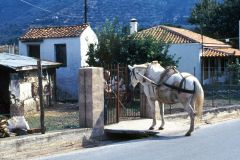 Greece - Skopelos