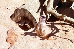 Denmark - Aalborg Zoo