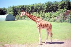 Denmark - Aalborg Zoo
