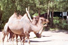 Denmark - Aalborg Zoo
