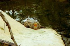 France - Provence - Pierrelatte Crocodile Farm