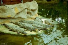 France - Provence - Pierrelatte Crocodile Farm