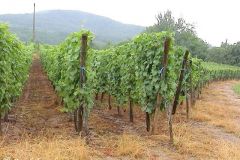 France - Alsace - Bergheim