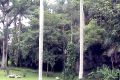 Cuba - Vinales Valley - Royal palm trees