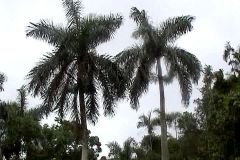 Cuba - Vinales Valley - Royal palm trees