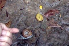 Cuba - Vinales - Big snails outside the Cueva del Indio
