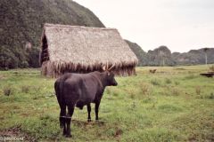 Cuba - Vinales