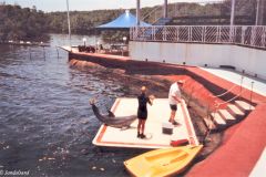 Cuba - Dolphin show in Faro Luna south of Cienfuegos