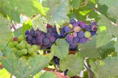 France - Champagne - Grapes