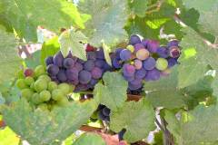 France - Champagne - Grapes