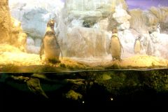 Spain - Barcelona - Aquarium