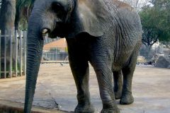 Spain - Barcelona - Zoo
