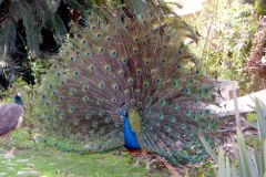 Spain - Barcelona - Zoo
