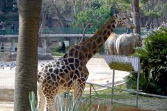 Spain - Barcelona - Zoo