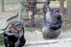 Spain - Barcelona - Zoo