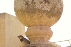 Malta - Mdina
