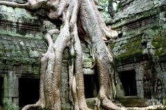 Cambodia - Angkor - Ta Prohm