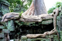 Cambodia - Angkor - Ta Prohm