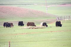 Mongolia - Gorkhi Terelj